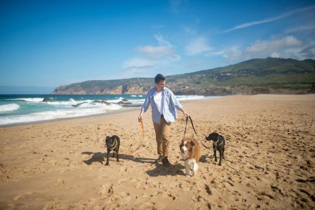 A group dog walk on the beach