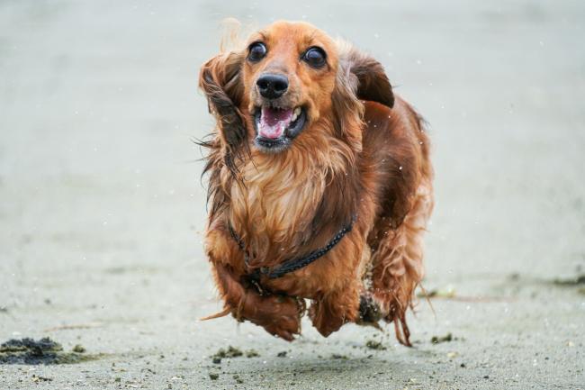 A flying daschund